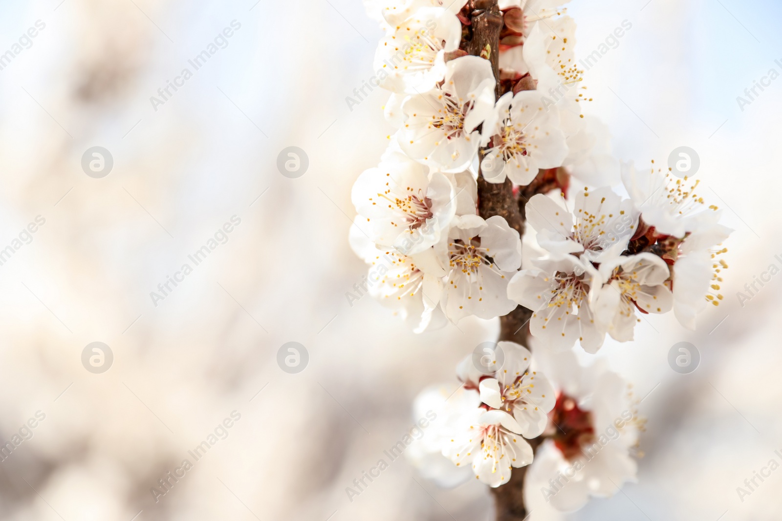 Photo of Beautiful apricot tree branch with tiny tender flowers outdoors, space for text. Awesome spring blossom