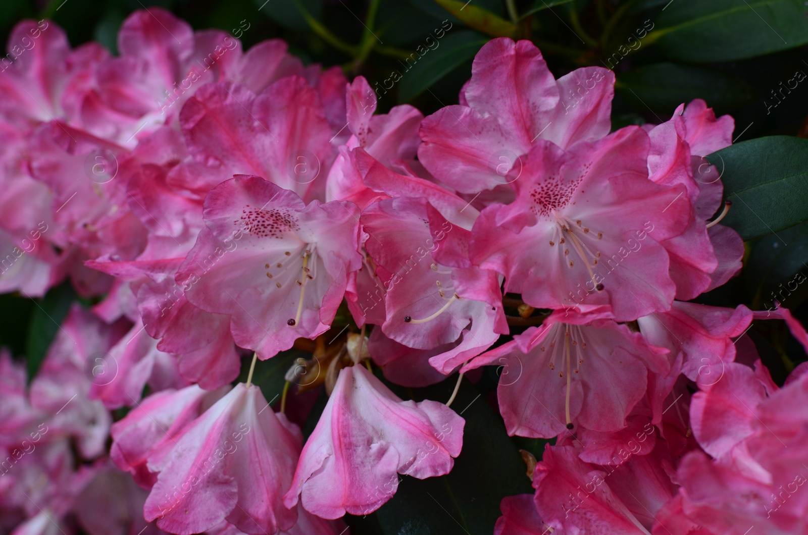 Photo of Blooming Rhododendron plant with beautiful flowers outdoors, closeup