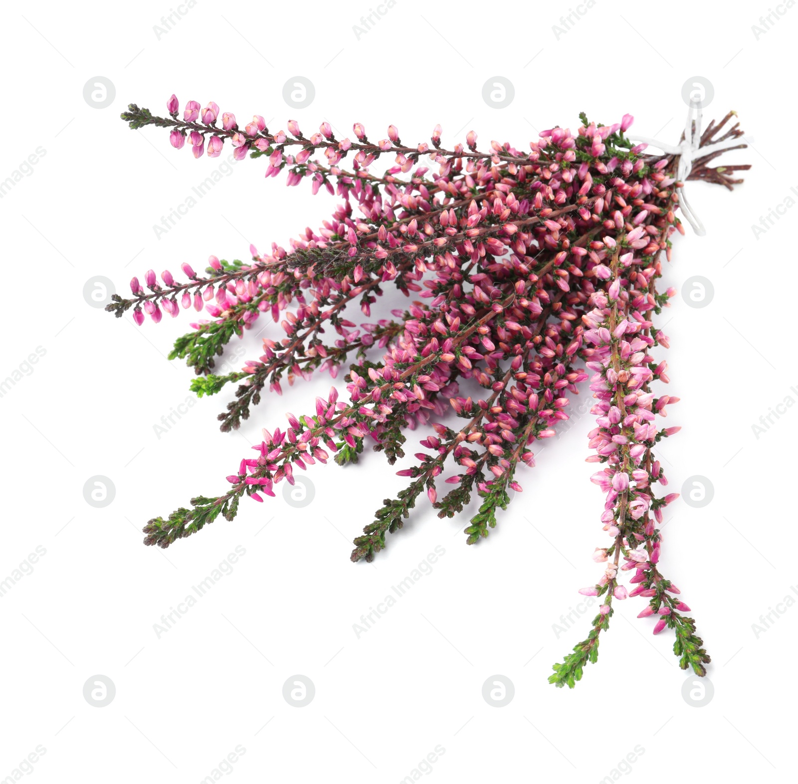 Photo of Bunch of heather branches with beautiful flowers isolated on white