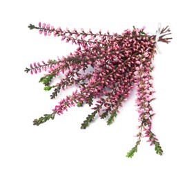 Bunch of heather branches with beautiful flowers isolated on white