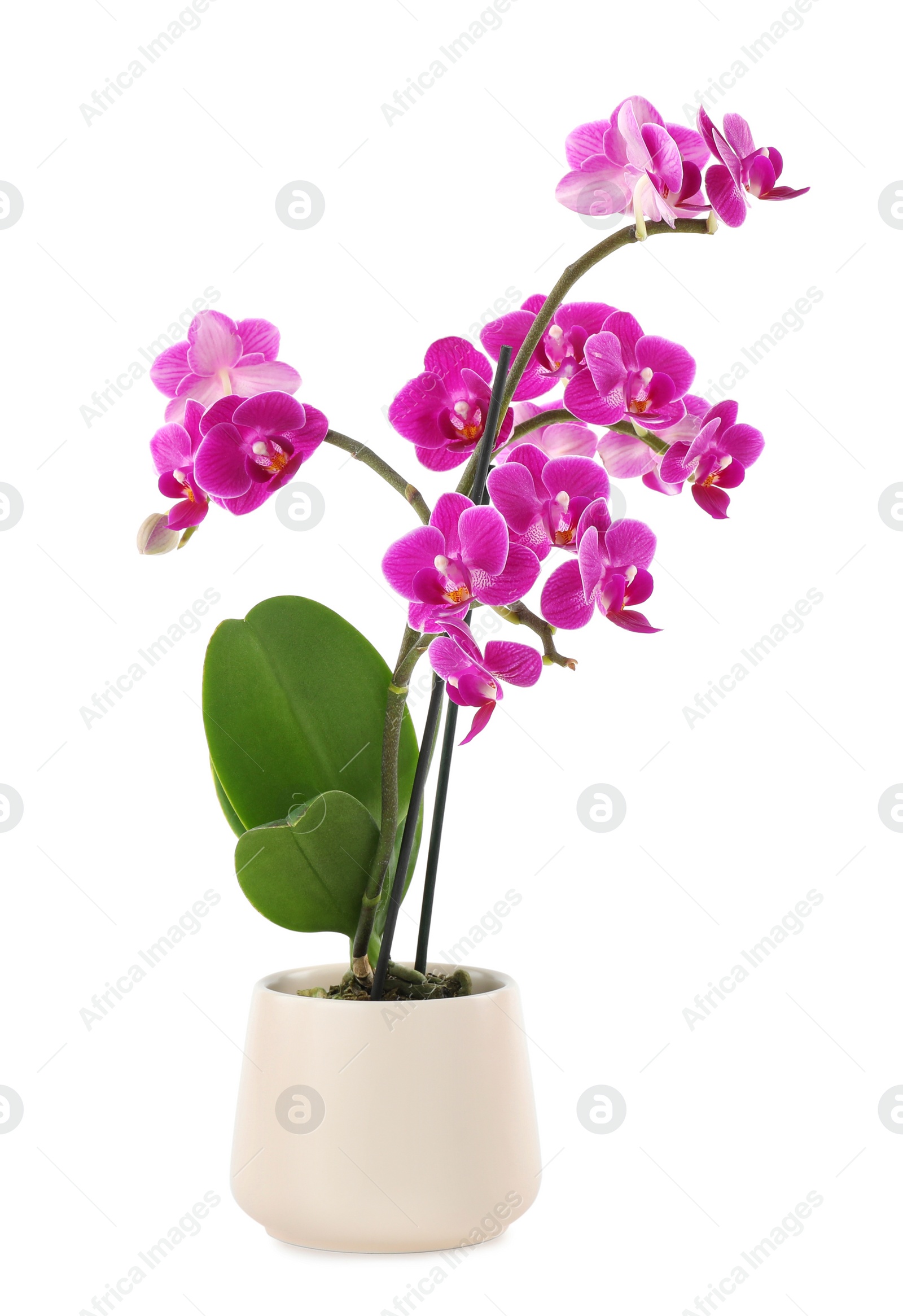 Photo of Beautiful tropical orchid flower in pot on white background