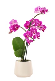 Photo of Beautiful tropical orchid flower in pot on white background