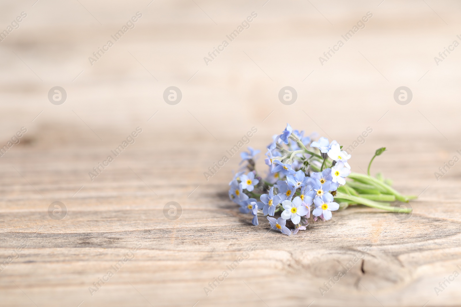 Photo of Beautiful forget-me-not flowers on wooden background, closeup. Space for text