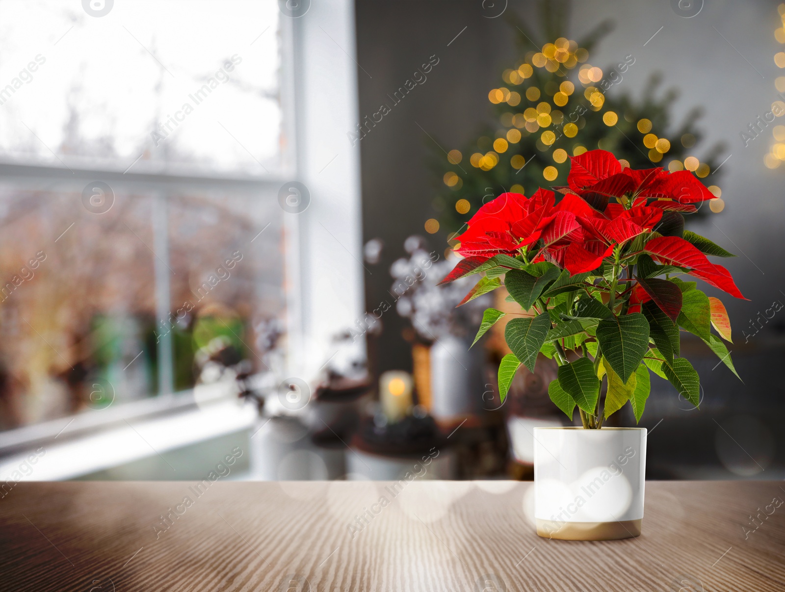 Image of Christmas traditional poinsettia flower on table in decorated room, space for text