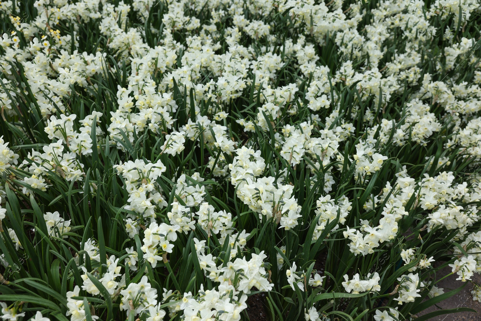 Photo of Many beautiful narcissus flowers growing outdoors. Spring season