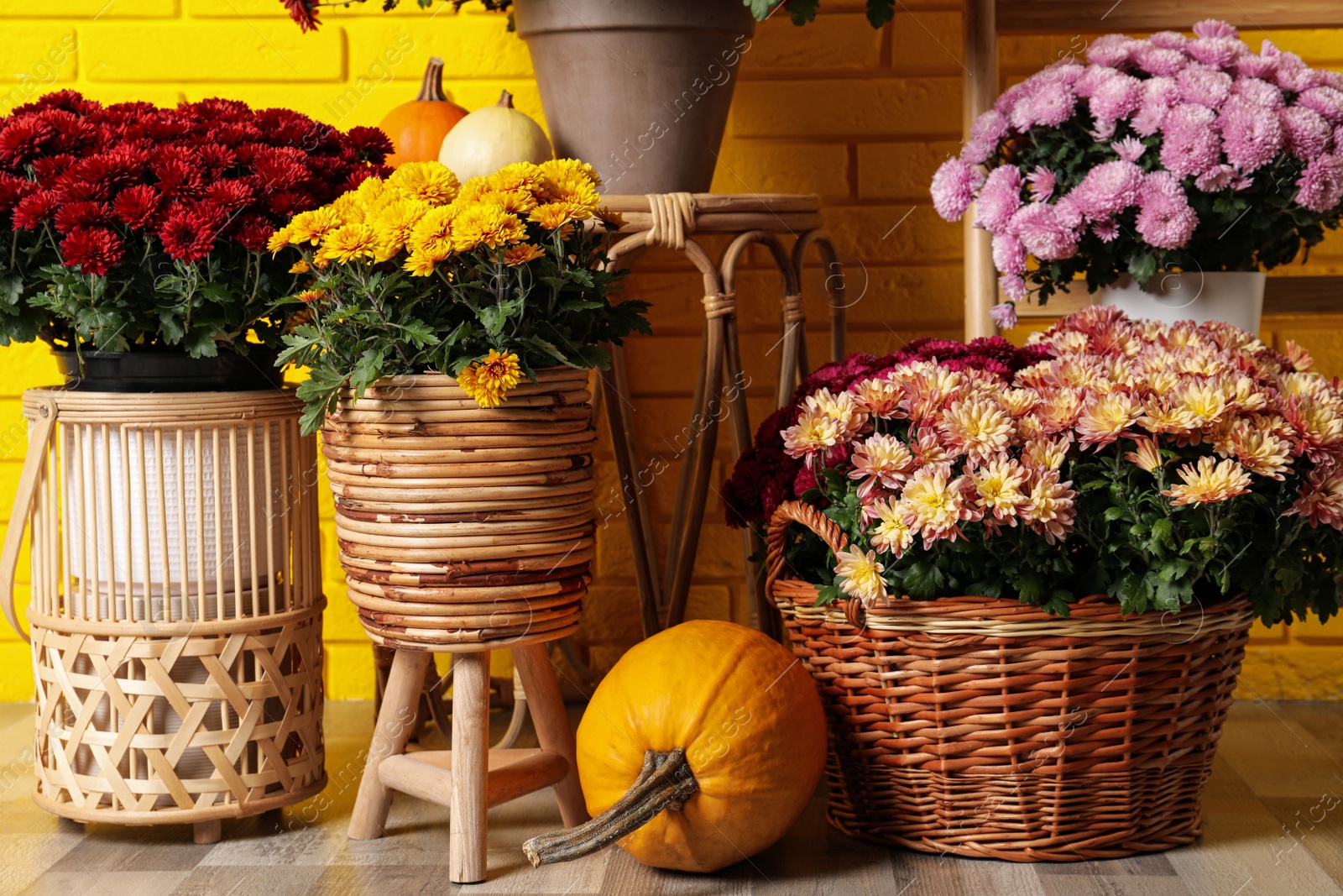 Photo of Beautiful potted fresh chrysanthemum flowers and pumpkins near yellow brick wall