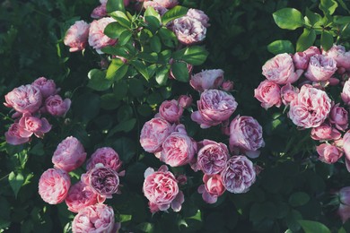 Beautiful blooming pink roses on bush outdoors