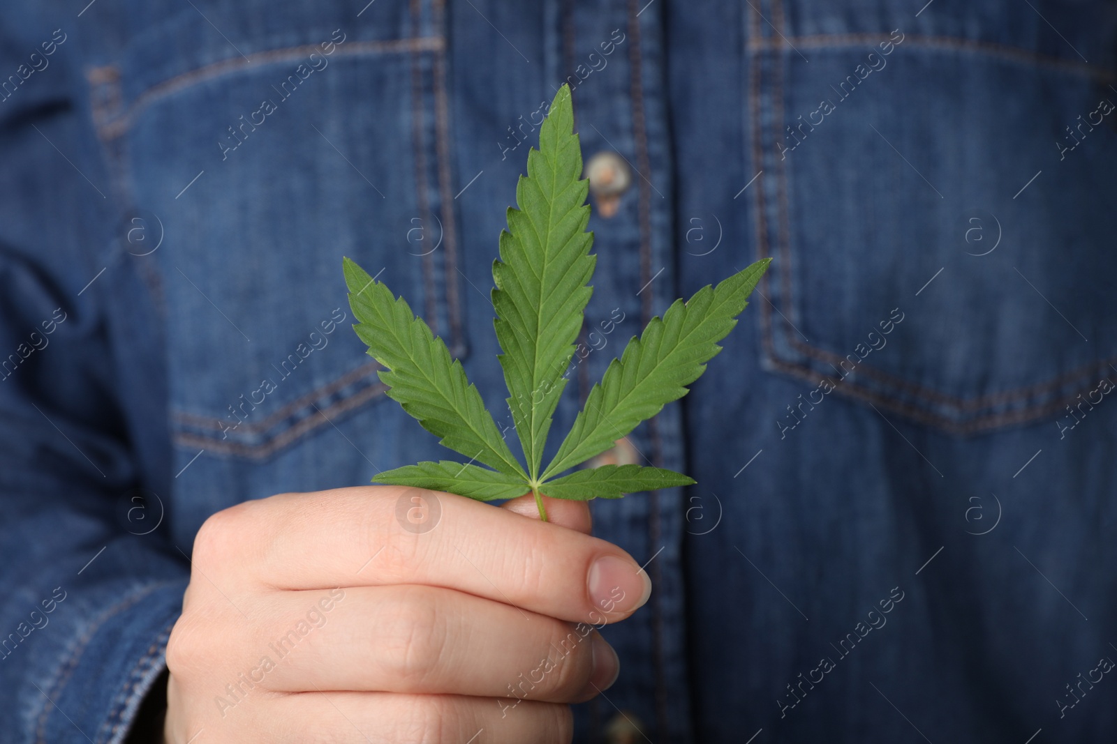 Photo of Woman holding lush green hemp leaf, closeup