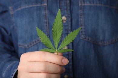 Woman holding lush green hemp leaf, closeup