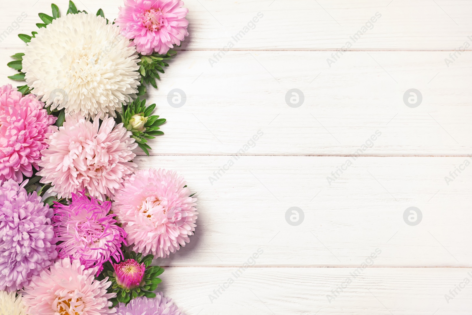 Photo of Beautiful aster flowers and space for text on wooden background, flat lay