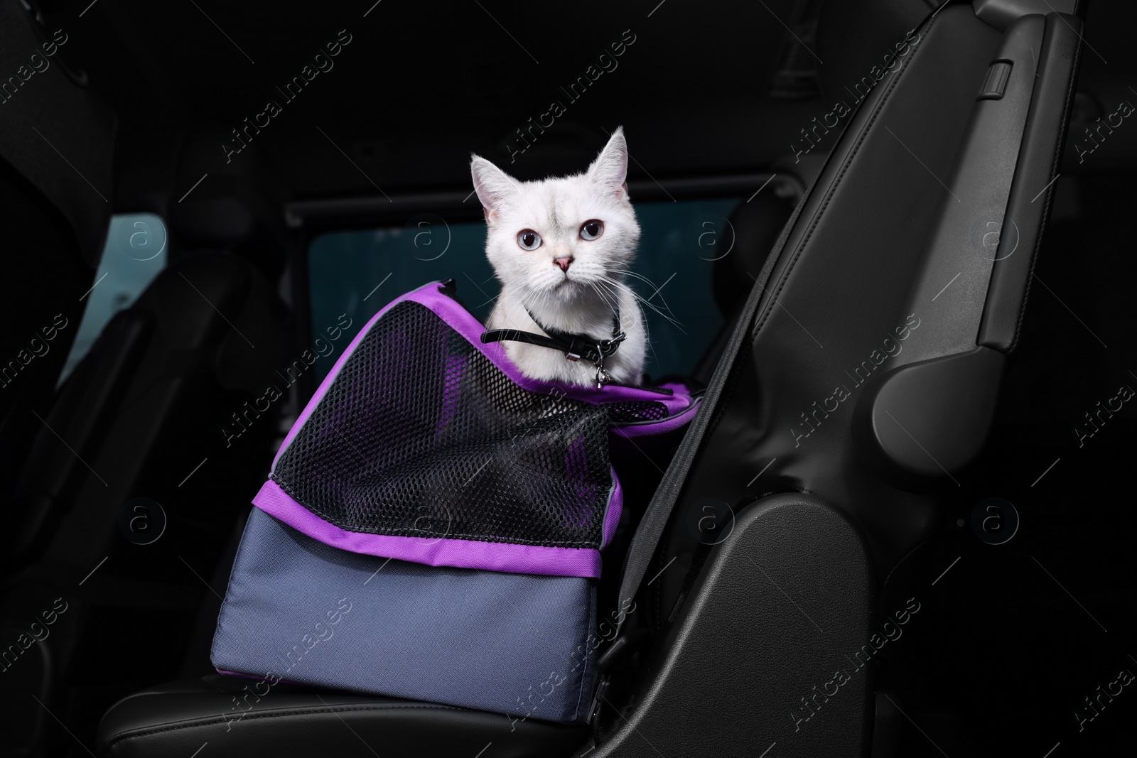 Photo of Cute white British Shorthair cat inside pet carrier in car