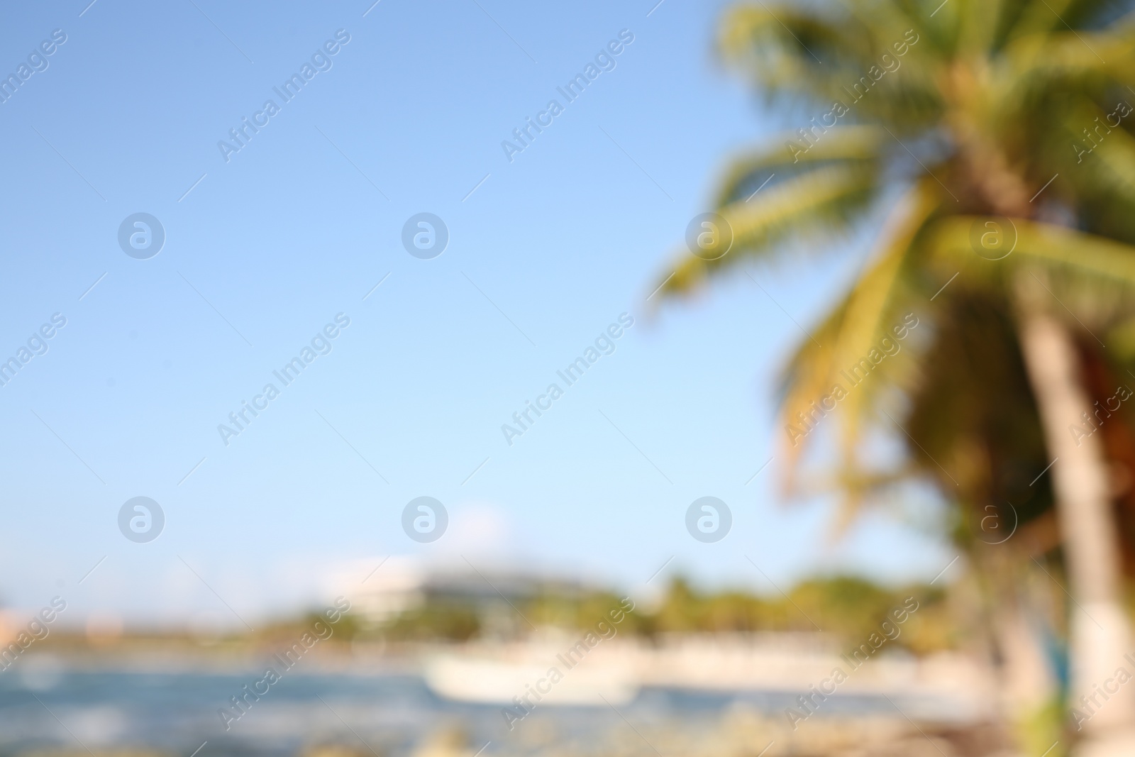 Photo of Blurred view of beautiful palm trees at tropical beach on sunny day