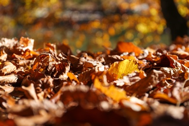 Ground covered with fallen leaves on sunny autumn day