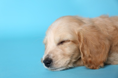Photo of Cute English Cocker Spaniel puppy sleeping on light blue background. Space for text