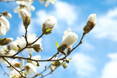 Photo of Magnolia tree with delicate white flower buds against blue sky, closeup