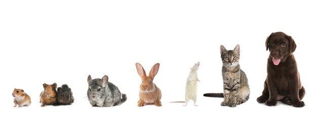 Image of Group of different domestic animals on white background, collage. Banner design