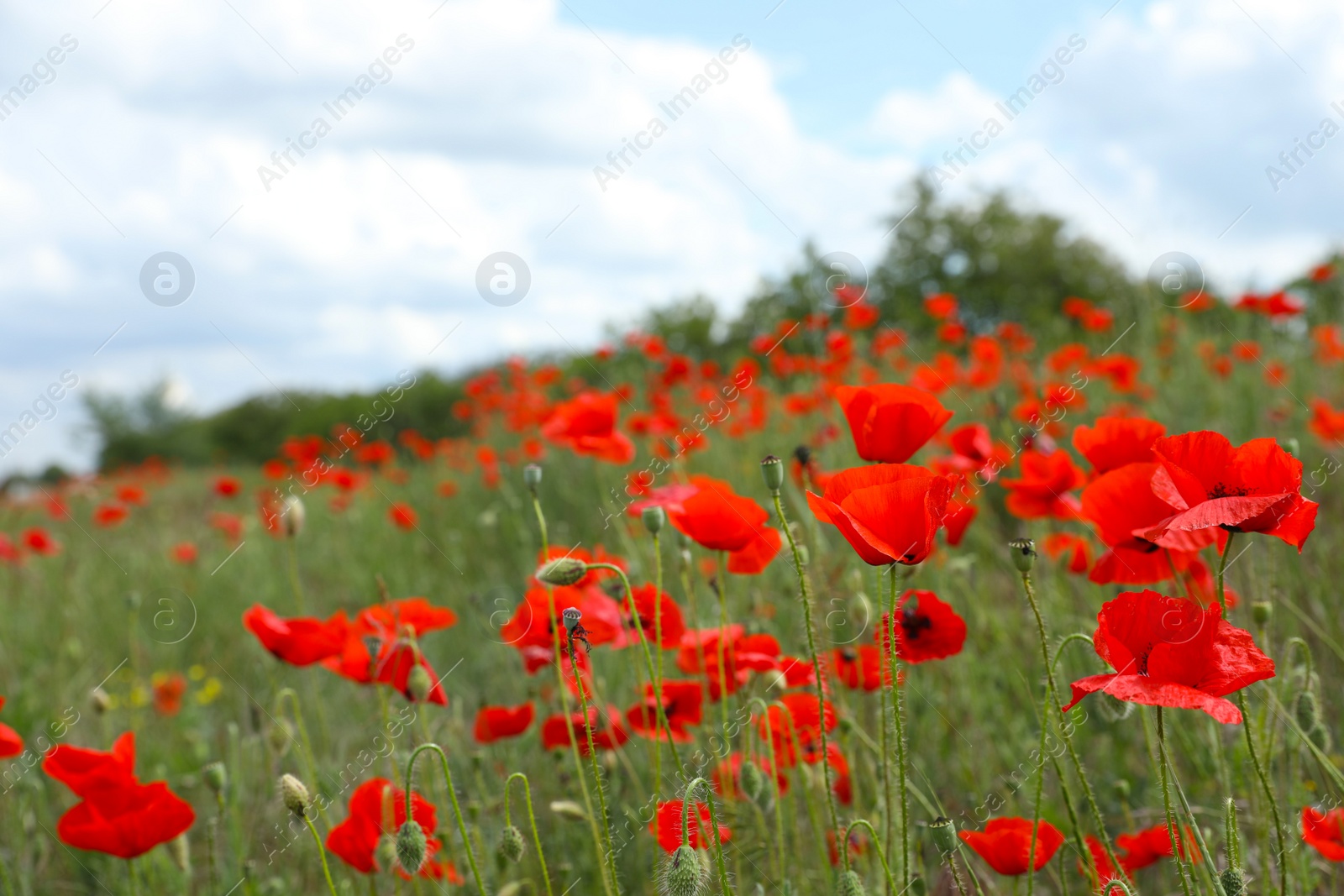 Photo of Beautiful red poppy flowers growing in field