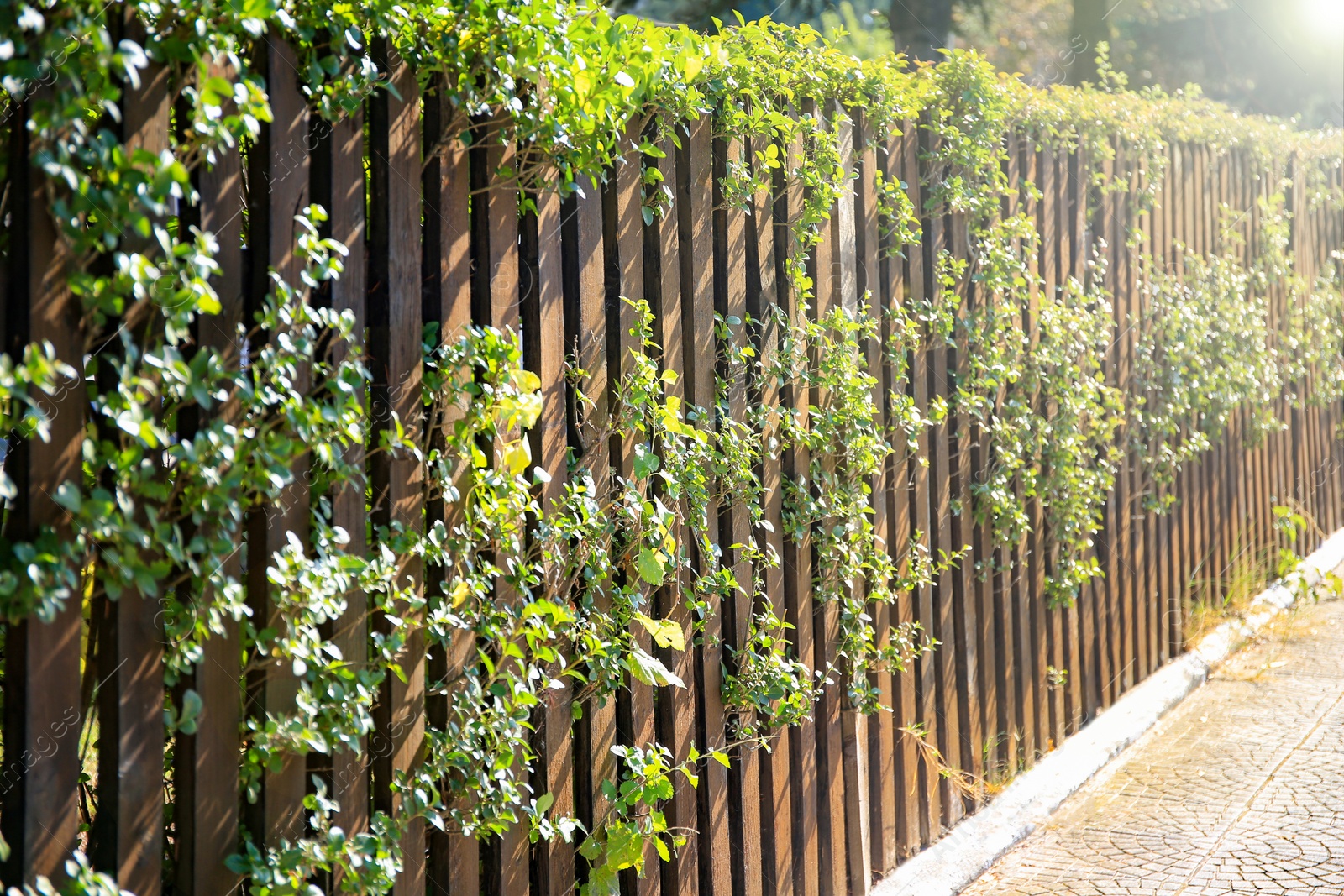 Photo of Wooden fence with green plants on sunny day outdoors