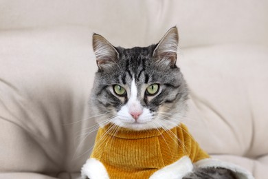 Photo of Cute cat in warm sweater on sofa indoors