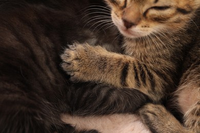 Photo of Cute fluffy kittens on faux fur, closeup. Baby animals