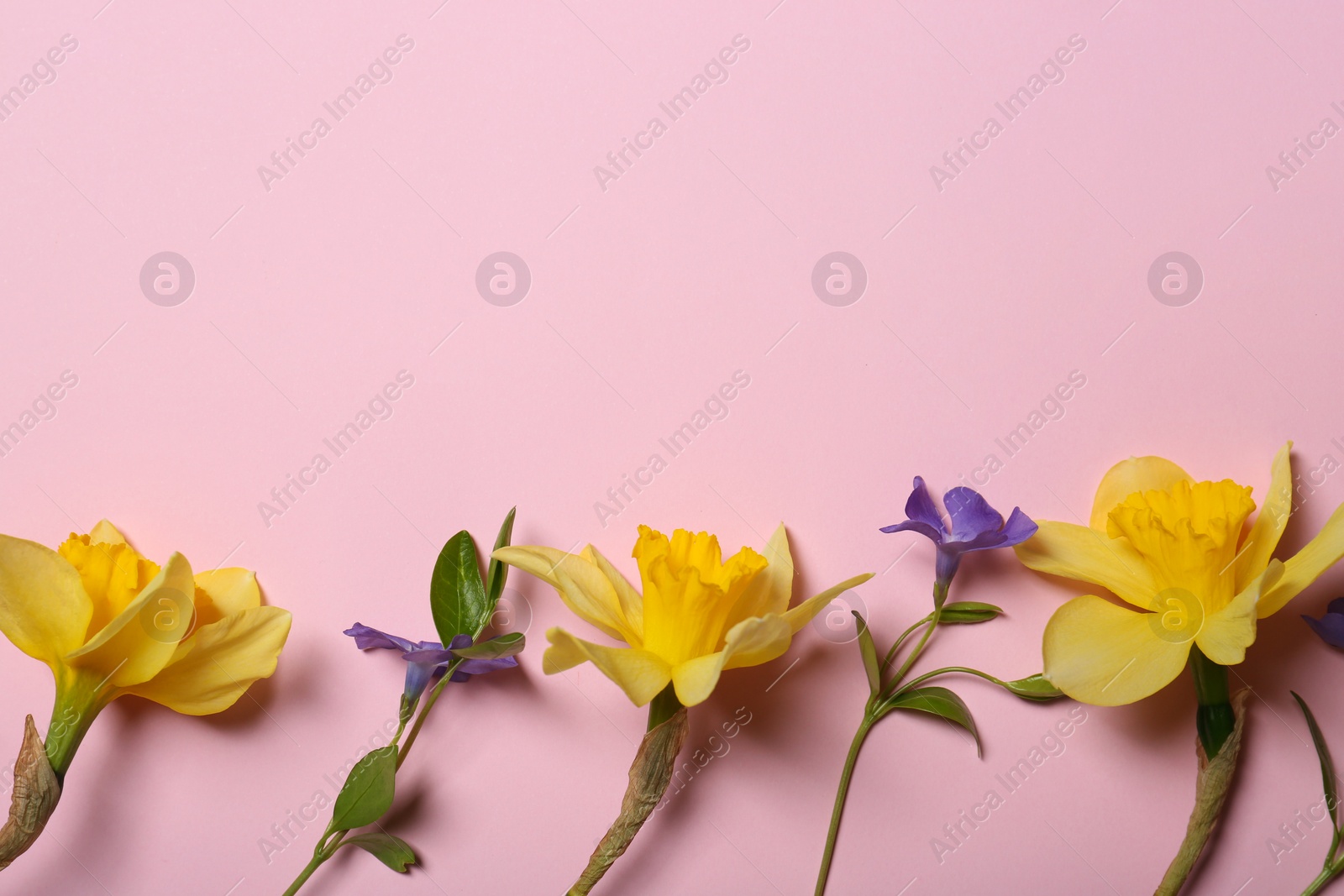 Photo of Beautiful yellow daffodils and blue periwinkle flowers on pink background, flat lay. Space for text