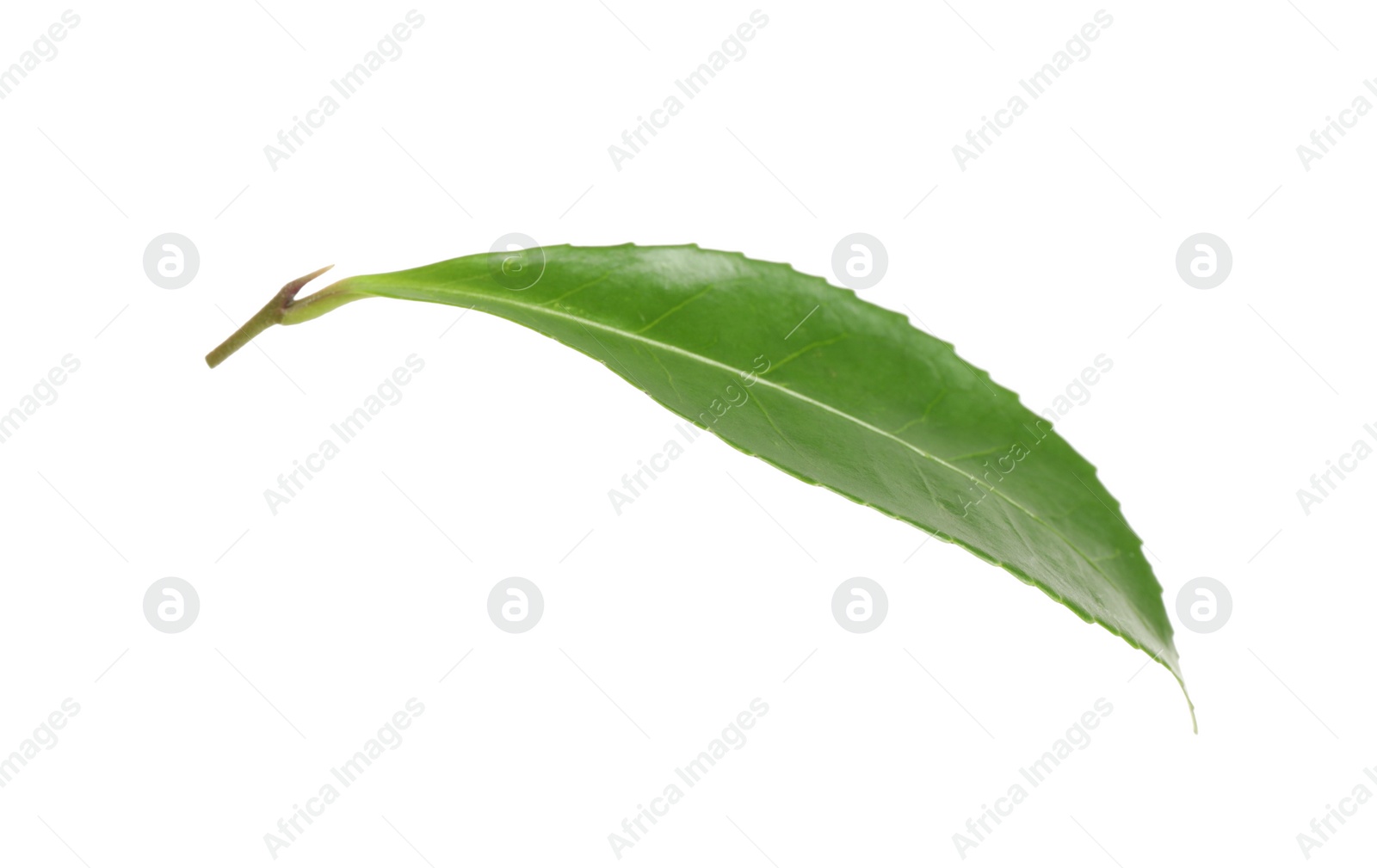 Photo of Green leaf of tea plant isolated on white