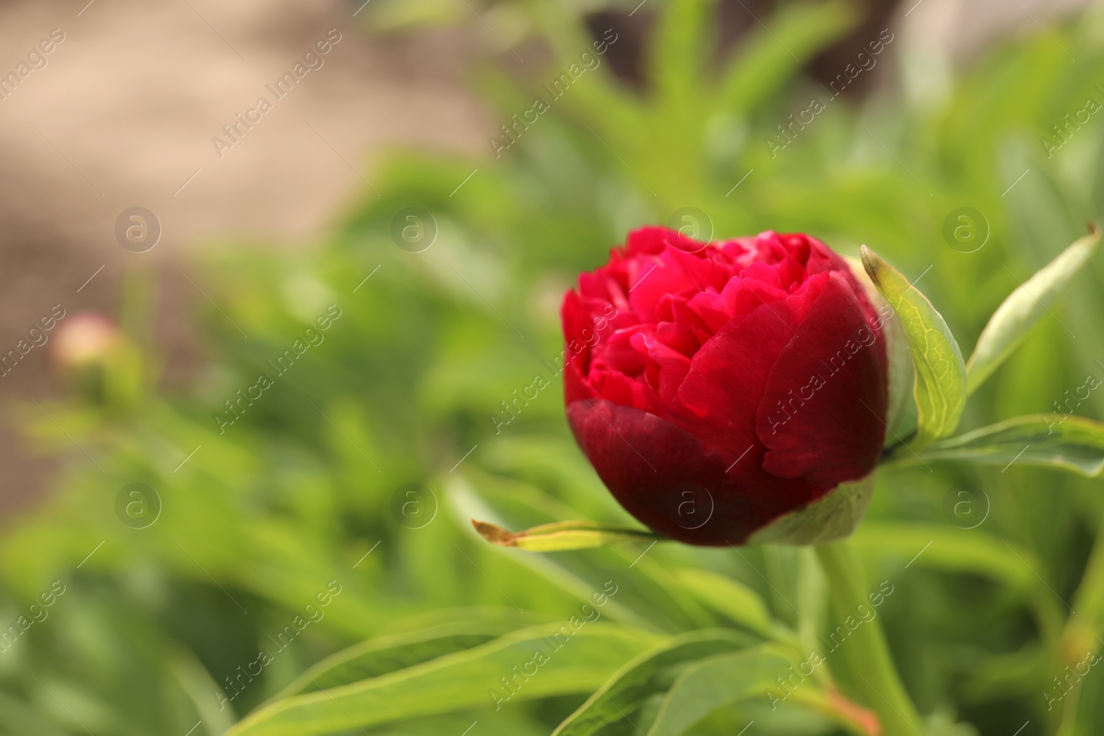 Photo of Beautiful red peony bud outdoors on spring day, closeup
