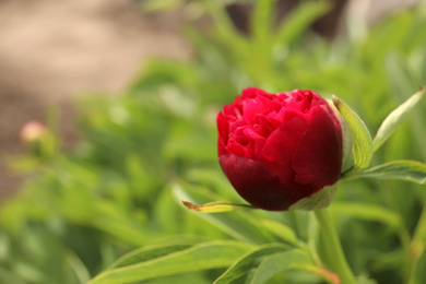 Beautiful red peony bud outdoors on spring day, closeup