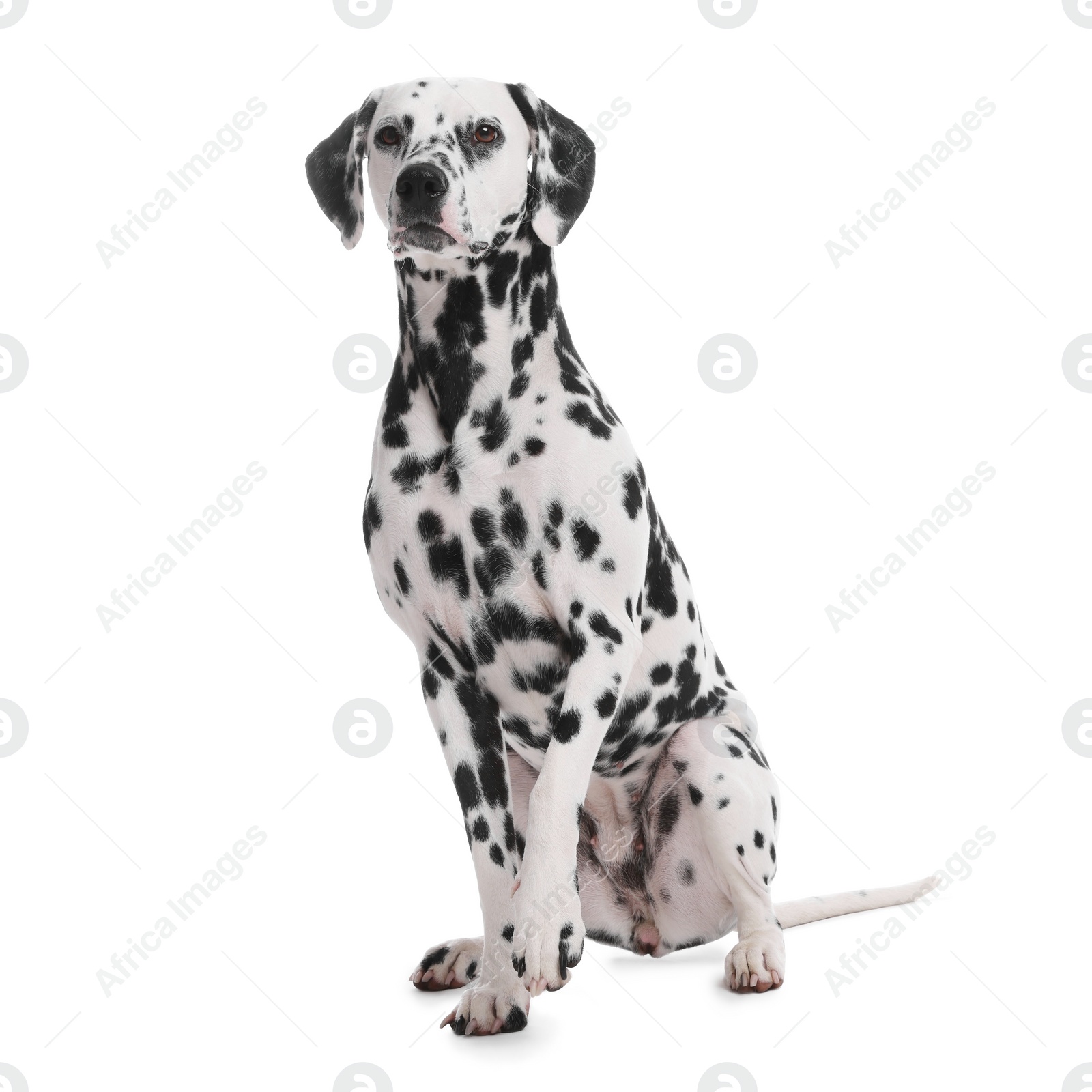 Photo of Adorable Dalmatian dog on white background. Lovely pet