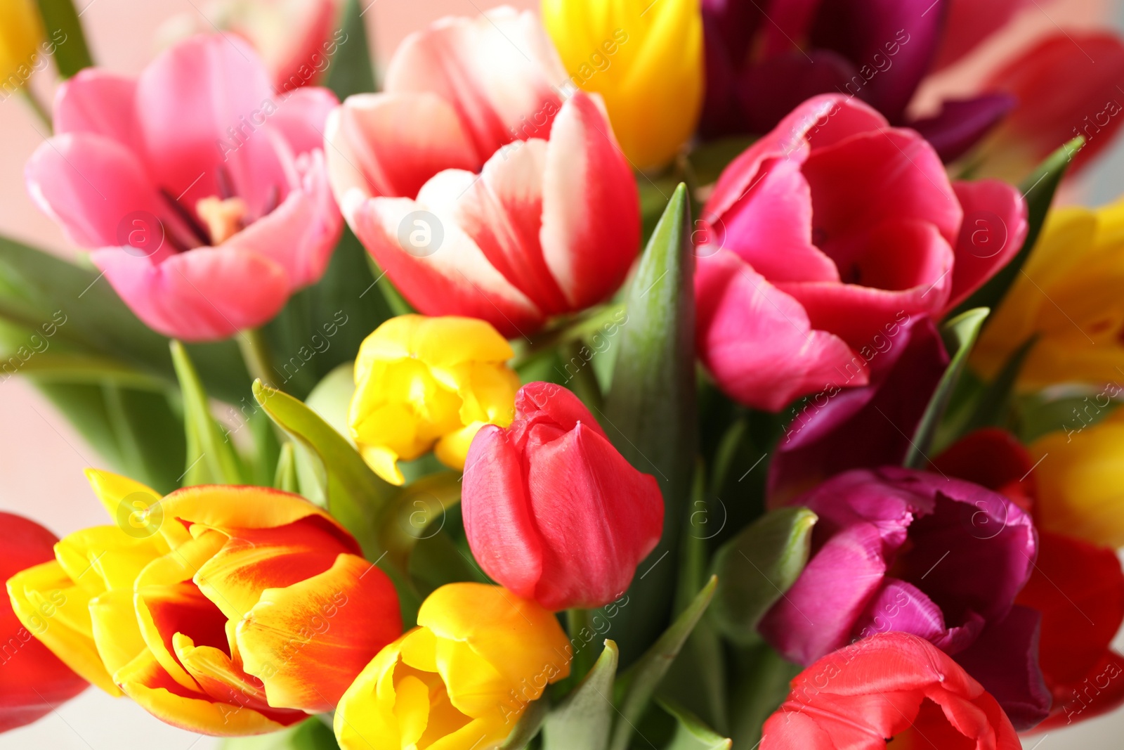 Photo of Beautiful spring tulips on light background, closeup