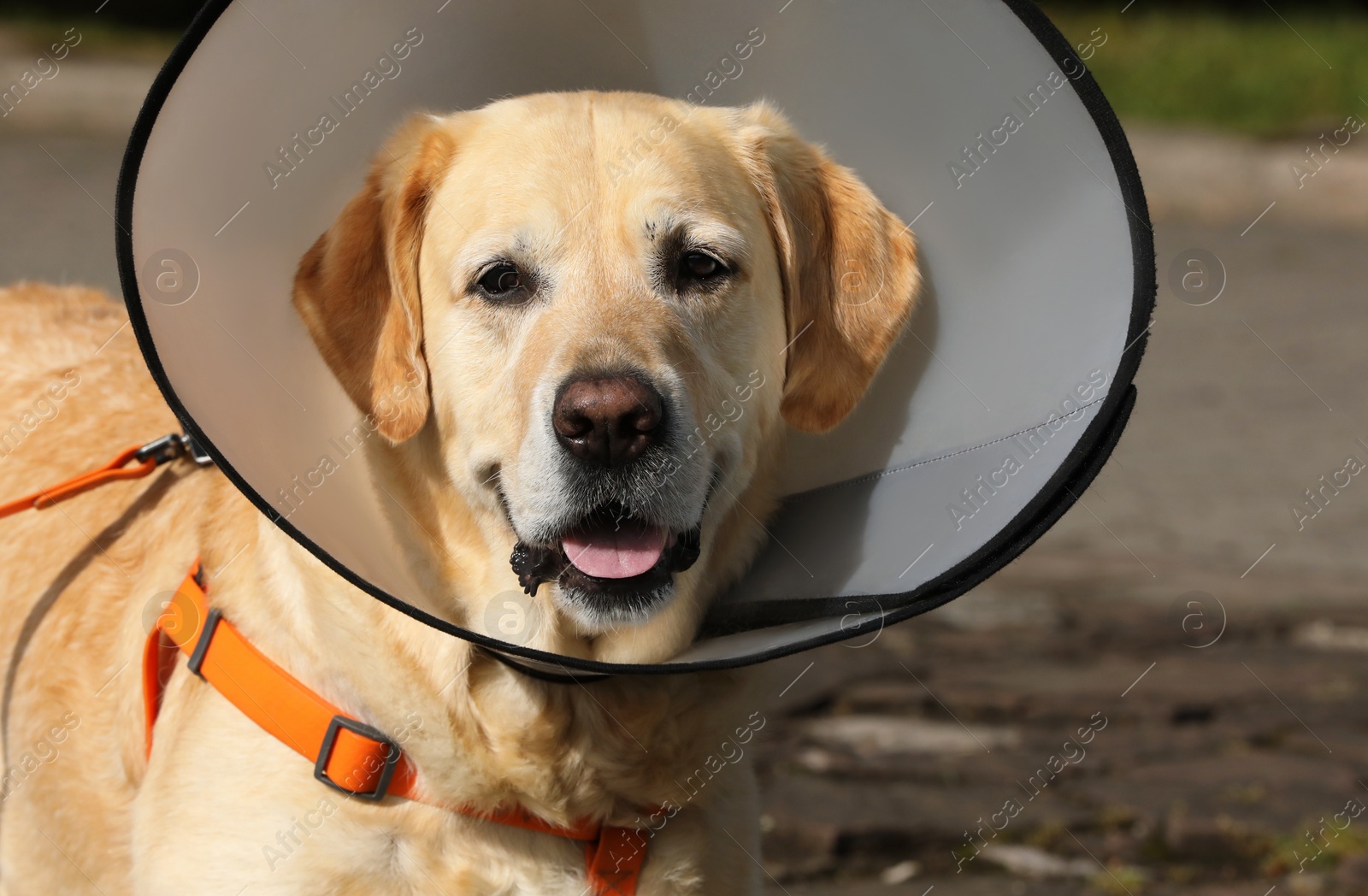 Photo of Adorable Labrador Retriever dog wearing Elizabethan collar outdoors, closeup