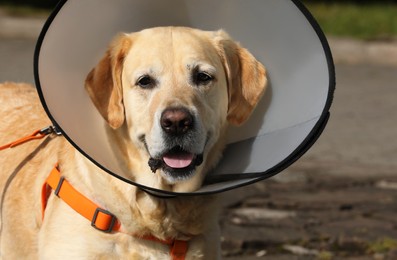 Adorable Labrador Retriever dog wearing Elizabethan collar outdoors, closeup