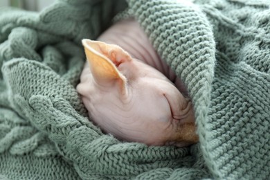 Photo of Beautiful Sphynx cat wrapped in soft blanket sleeping at home, closeup. Lovely pet
