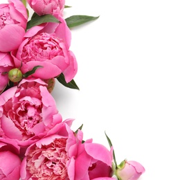 Fragrant peonies on white background, top view. Beautiful spring flowers