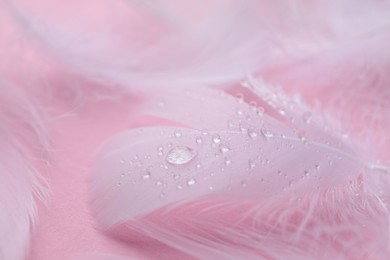 Photo of Fluffy white feathers with water drops on pink background, closeup