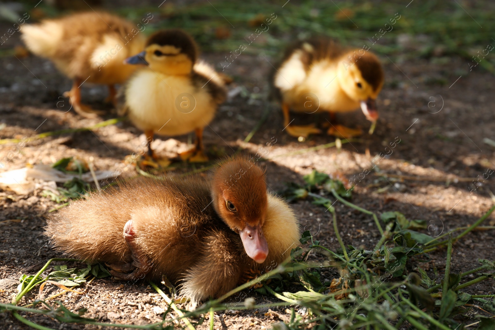 Photo of Cute fluffy ducklings in farmyard on sunny day