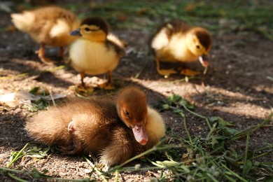 Photo of Cute fluffy ducklings in farmyard on sunny day