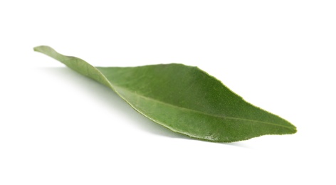 Photo of Fresh green tangerine leaf on white background