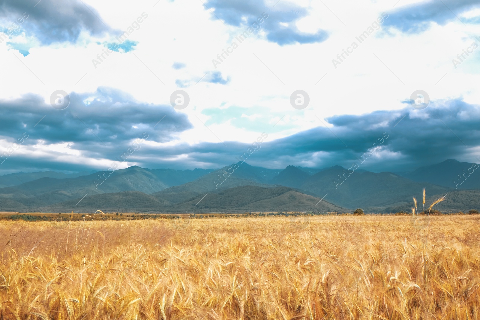 Photo of Picturesque view of wheat field and cloudy sky