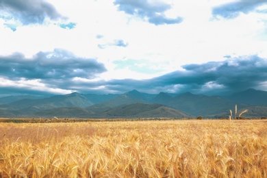 Photo of Picturesque view of wheat field and cloudy sky