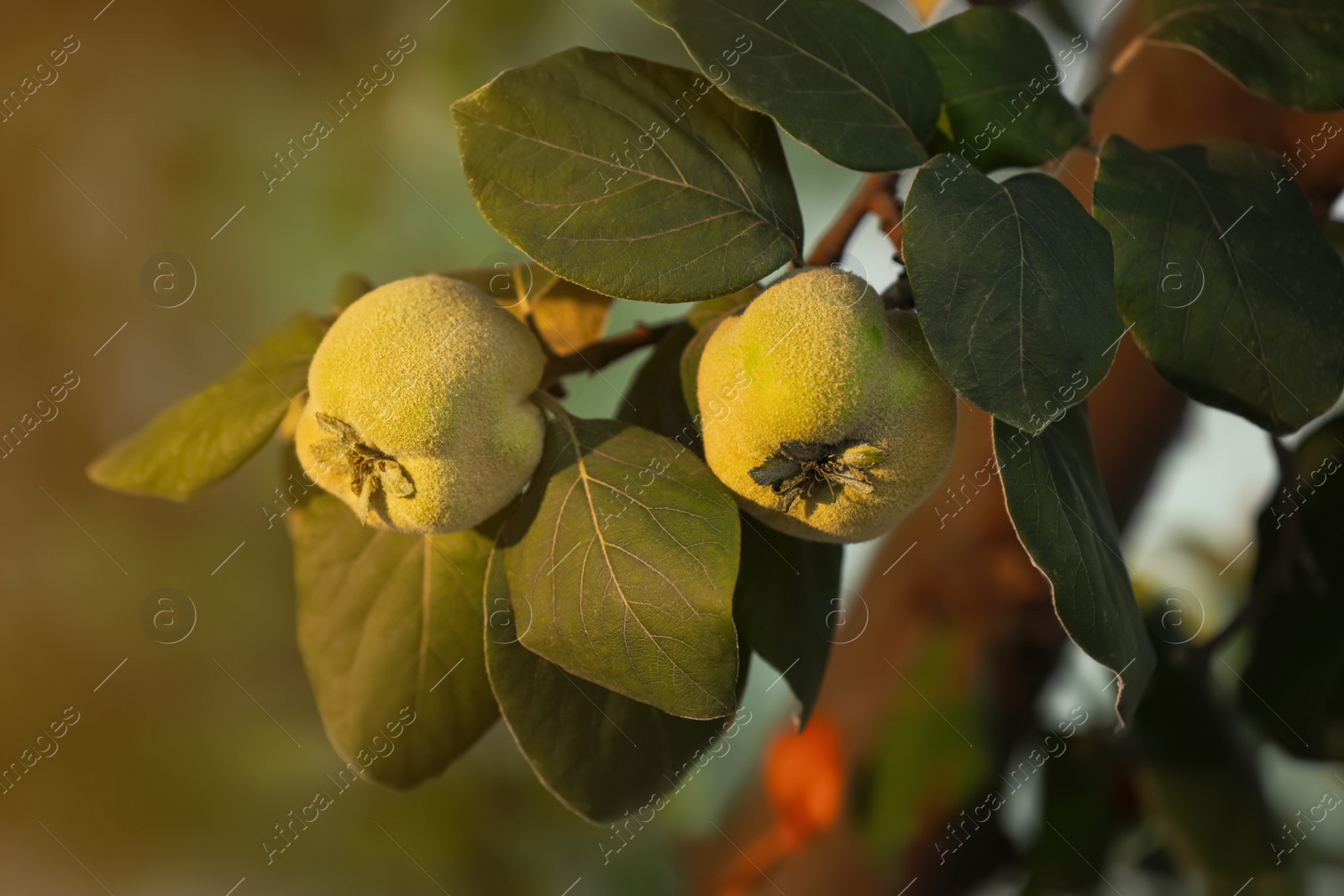 Photo of Quince tree branch with fruits outdoors, closeup