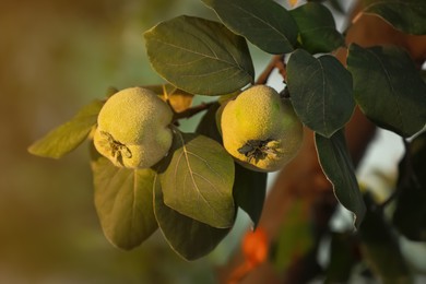 Photo of Quince tree branch with fruits outdoors, closeup