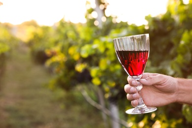 Photo of Man holding glass of wine in vineyard, closeup