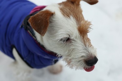 Photo of Cute Jack Russell Terrier in pet jacket on snow outdoors, closeup