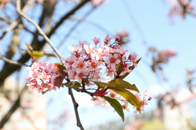 Photo of Closeup view of bird cherry tree with beautiful blossom outdoors