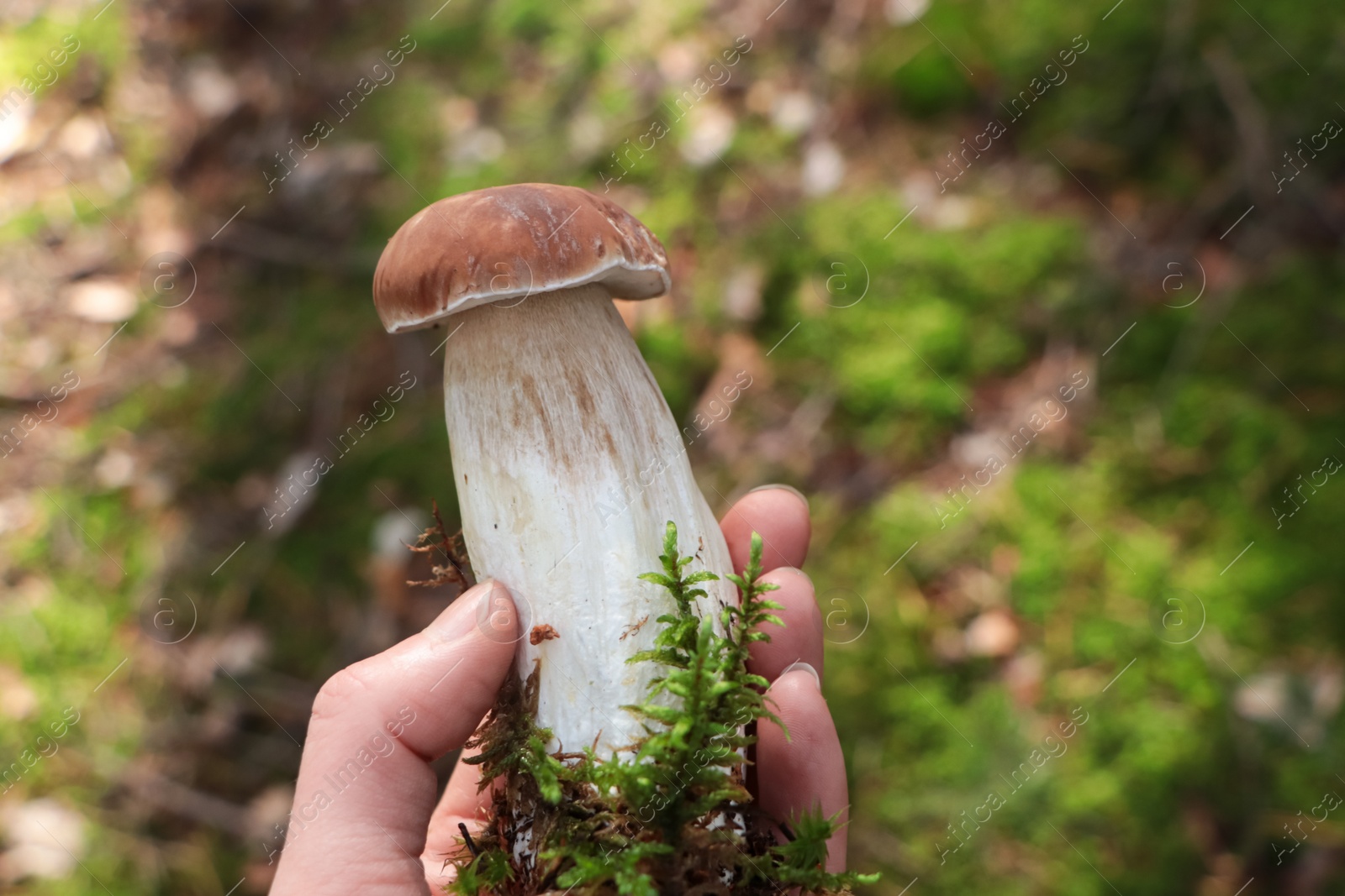 Photo of Woman holding porcini mushroom in forest, closeup