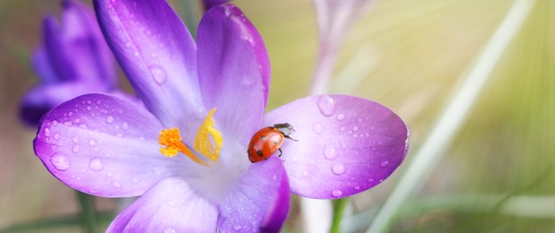 Image of Ladybug on beautiful purple crocus flower, closeup. Banner design 