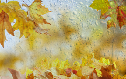Image of Beautiful autumn background with golden leaves on rainy day