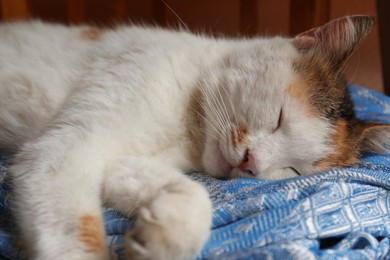 Photo of Cute fluffy cat sleeping on blue blanket, closeup. Adorable pet