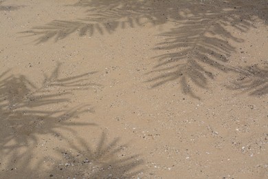 Photo of Shadows of tropical branches on beach sand